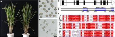 FIGNL1 Inhibits Non-homologous Chromosome Association and Crossover Formation